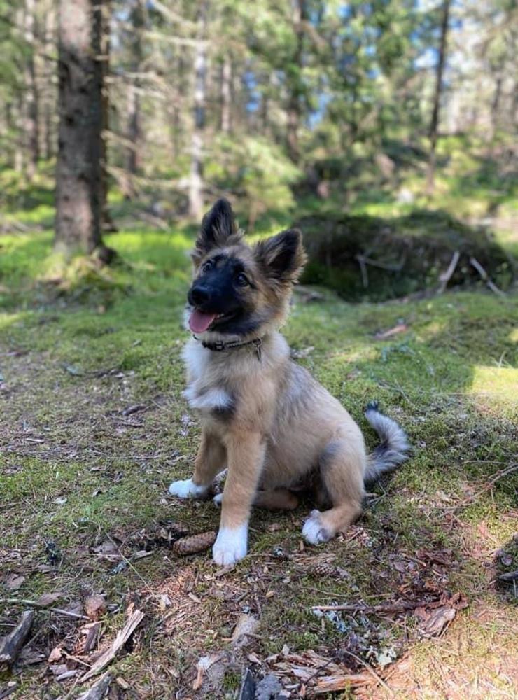 ”Tellusdream Tíra, en isländsk fårhund på 17v”, hälsar Charlotta Challe Johansson.