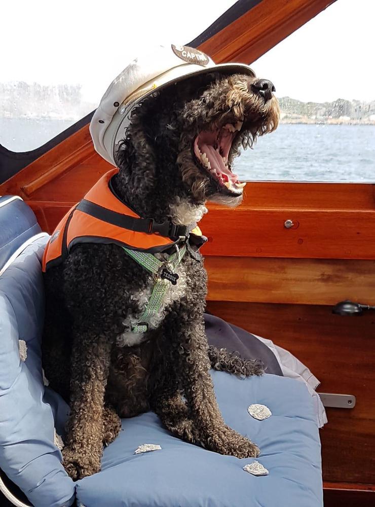 ”Min hund Teddie som är en pugotto älskar att åka båt. Igår var han till och med kapten”, skriver Mirre Johansson.