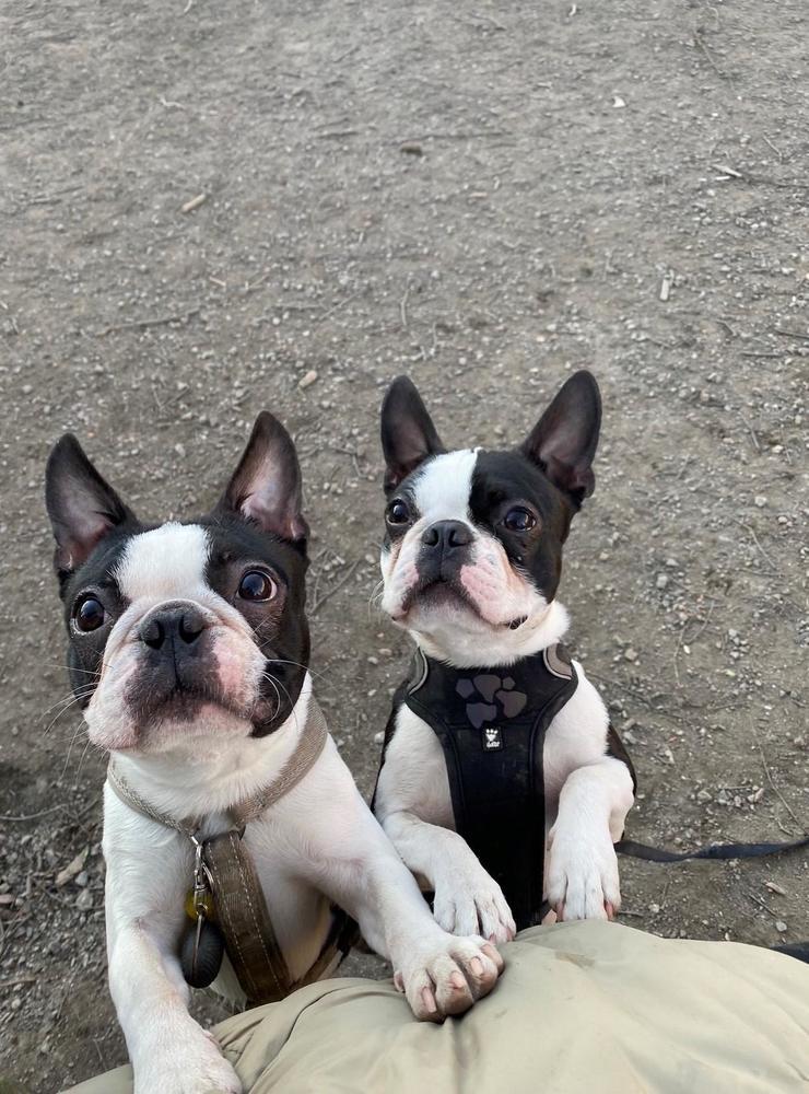 ”Bästisarna Konrad och Ralph, 2 st livliga Boston Terriers!”, skriver Agnes.