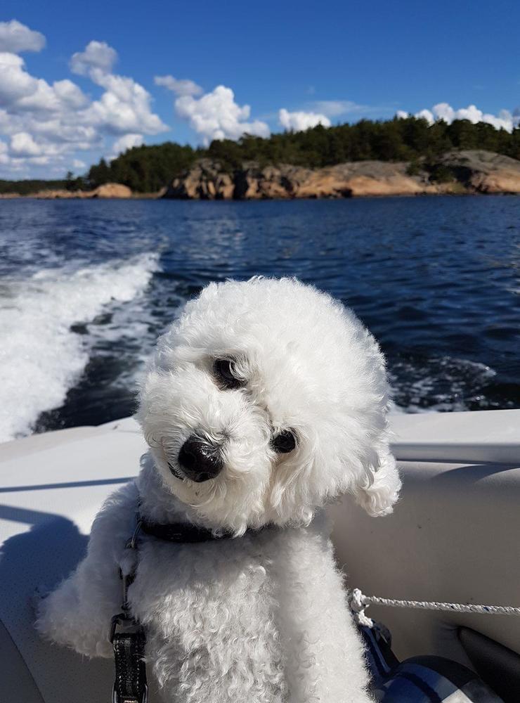 ”Bichon frise hunden Millie älskar att åka båt”, skriver Kristin Hallin.