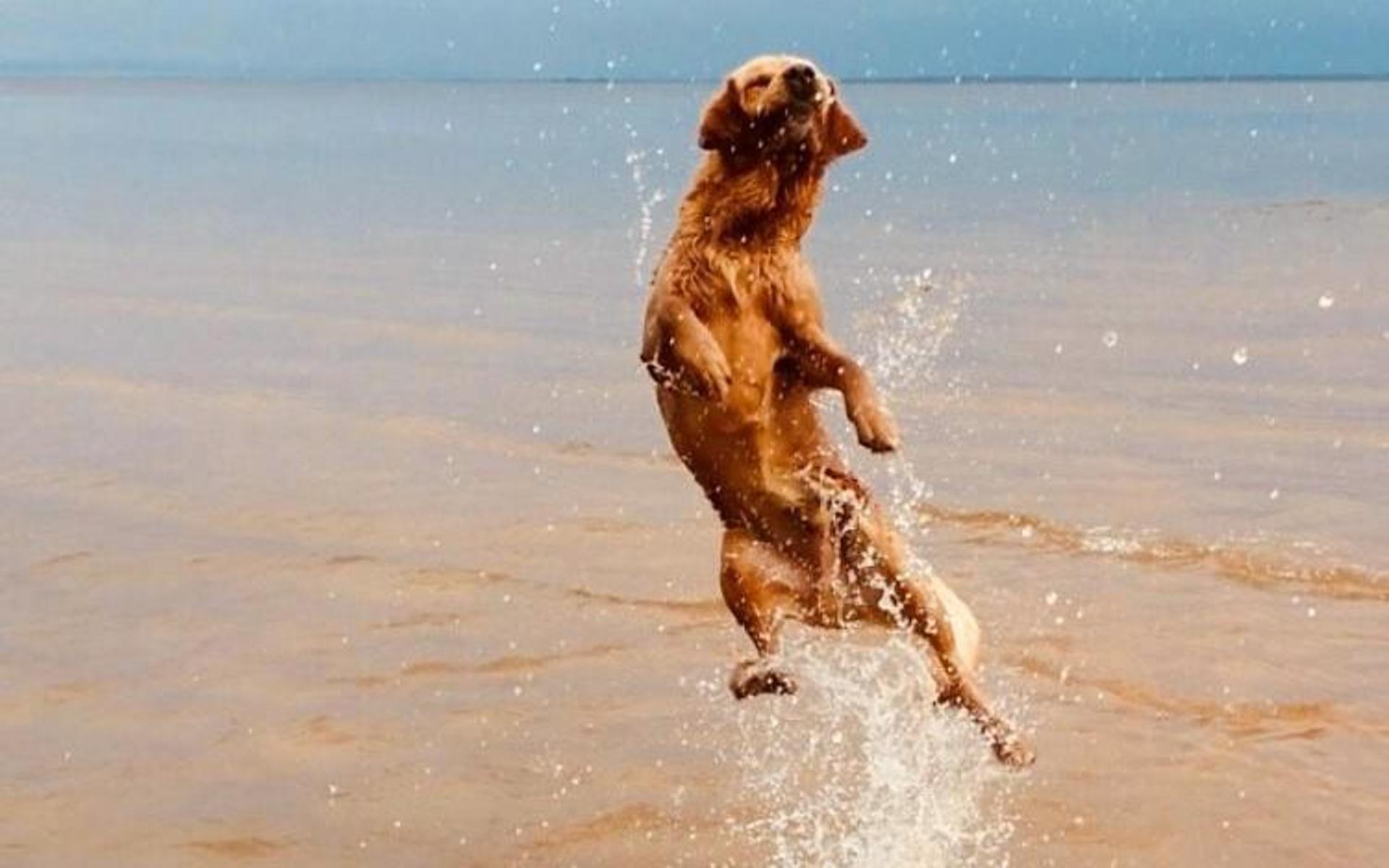 ”Detta är 12 åriga pälsklingen Dogge som är en blandras mellan golden retriver och labrador! Han älskar vatten och här badar han i Rörvik!”, skriver Johanna Hedberg-Hector.