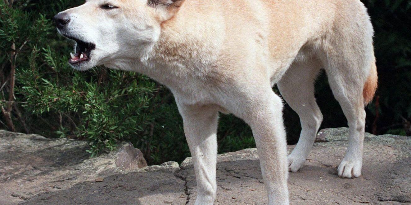 En vild dingo. Den australiska vildhunden är fridlyst på Fraserön men nyligen avlivades två djur efter attack mot människor. Arkivbild.