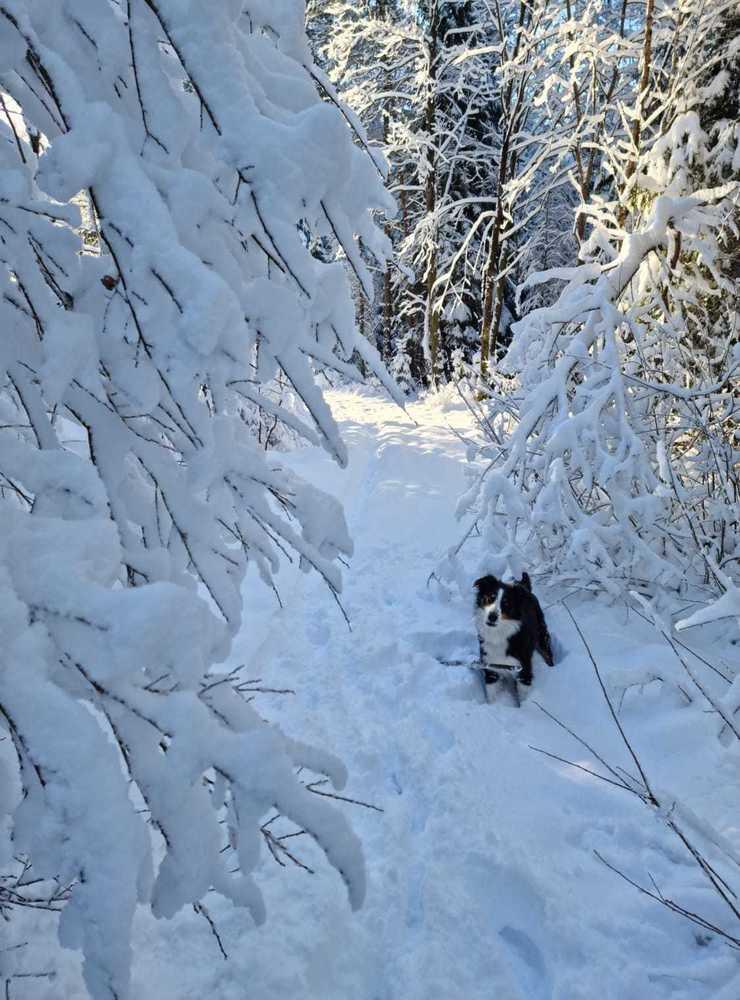 Maken och hunden pulsade runt mellan Munkebo och Trollhättans Brukshundklubb i morse. Bild: Agnetha Andersson