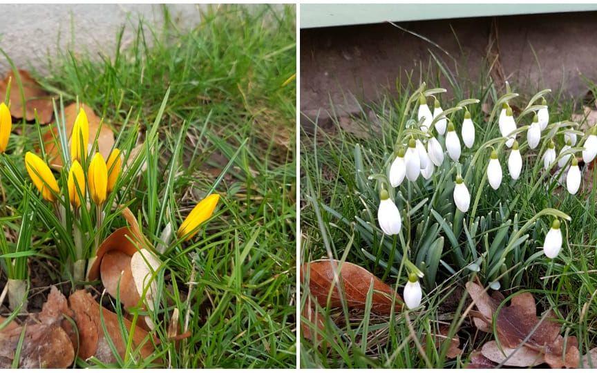 "Två bilder på att våren är i antågande", berättar Jörgen Olsson i Mellerud.