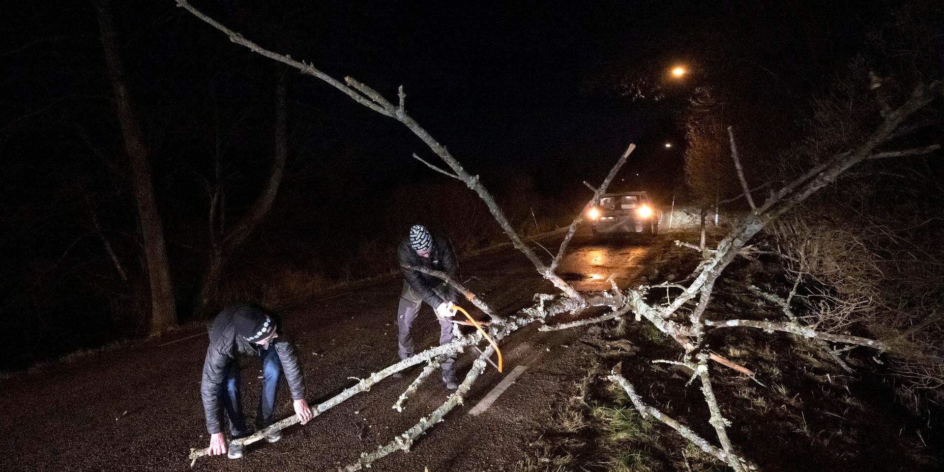 Ett stormfällt träd sågas sönder på en väg utanför Stehag i Skåne på måndagsmorgonen.