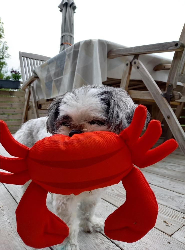Bild från Ing-Marie: ”Man måste ha krabba om man är på västkusten tycker Diva”. 