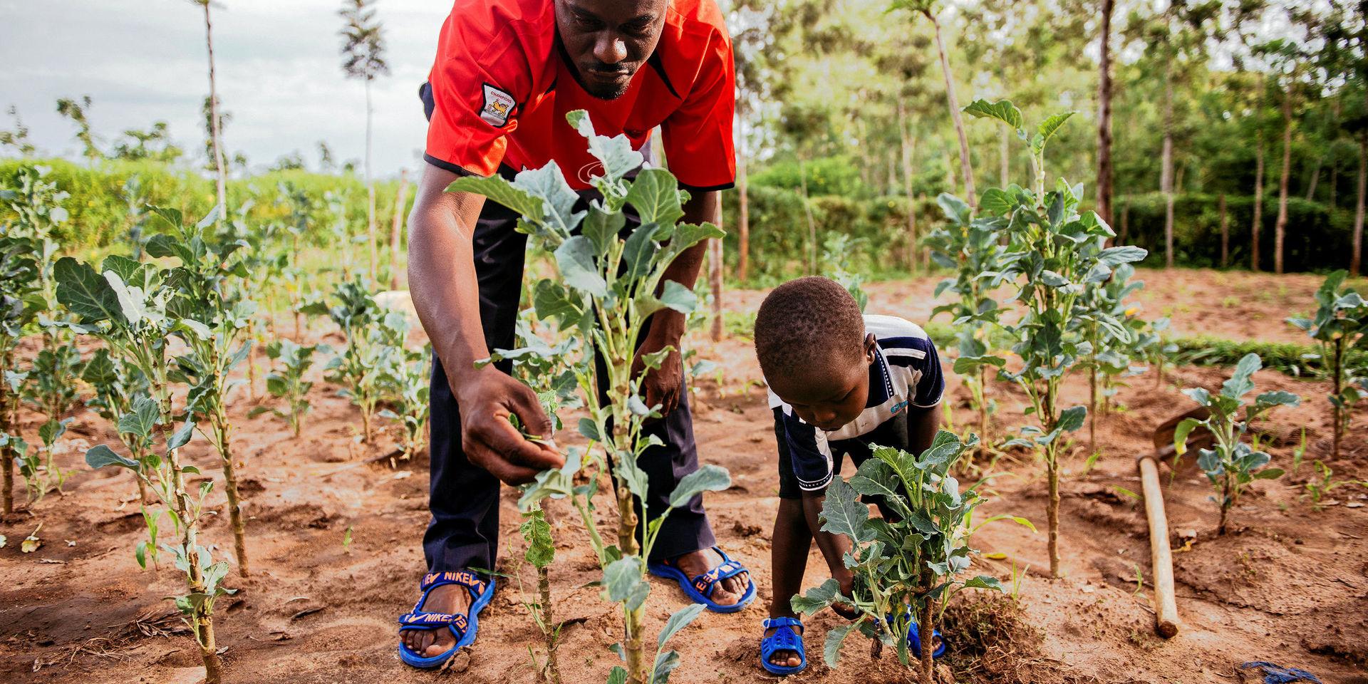 Tredubbad skörd. Kenyanska familjen Otuma är en av de familjer som drabbades av dåliga skördar och jorderosion på grund av torka och översvämningar. Som så många andra familjer i klimatutsatta områden kunde de inte äta sig mätta. Efter att ha ställt om till mer hållbart jordbrukande, med trädplantering som en viktig del, har de fått bördigare mark och tredubblat sin skörd, skriver debattören.