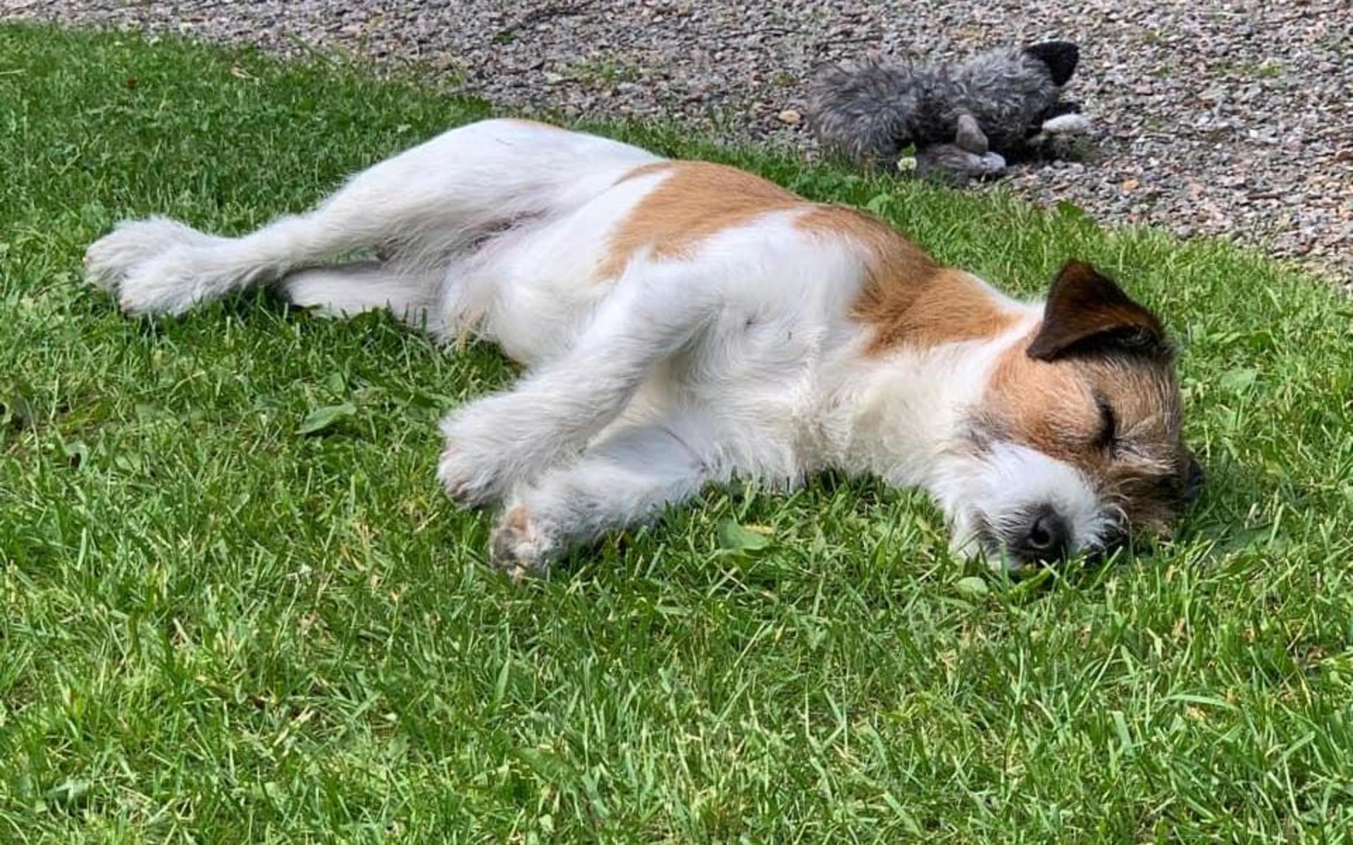 ”Sommar, sol och tid för vila och avslappning”, skriver Malin Persson om den sjuåriga jack russell terriern Åke.