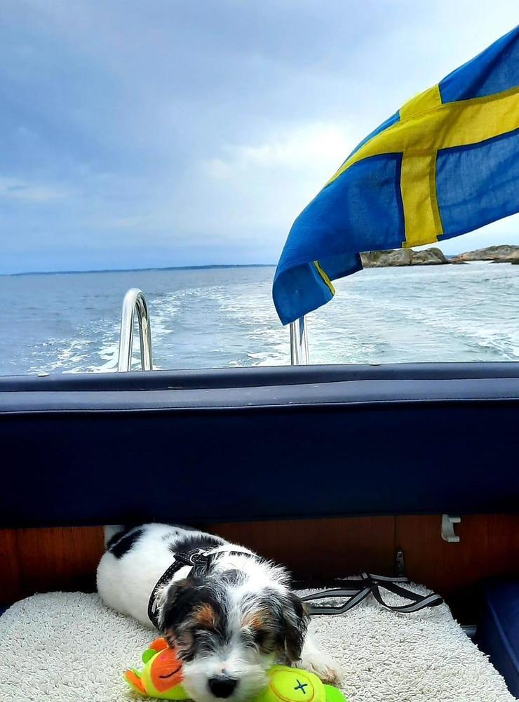 ”Lilla Sigge, en jack russell på 11 veckor, njuter av båtlivet på Västkusten”, skriver Eva Lindberg.