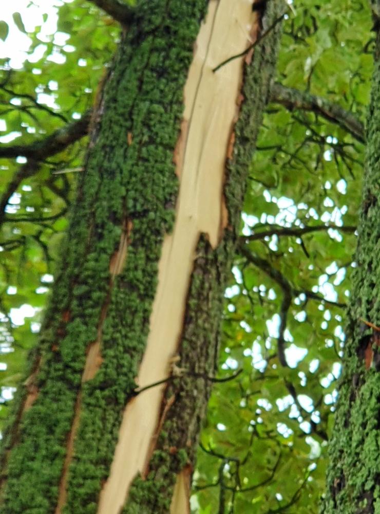 Ett pilträd blev skadat av blixten i Skräckleparken.