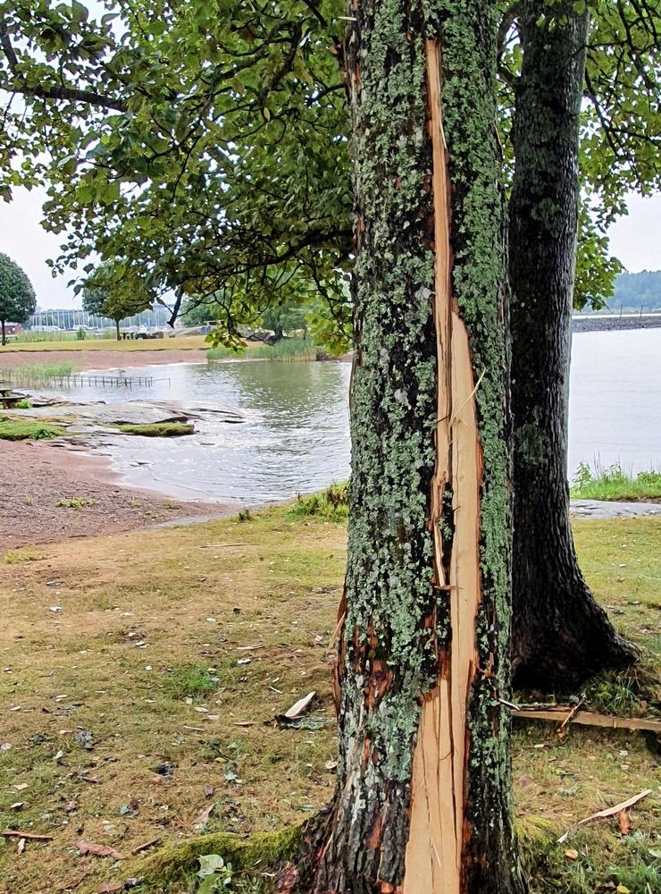 Ett pilträd blev skadat av blixten i Skräckleparken.