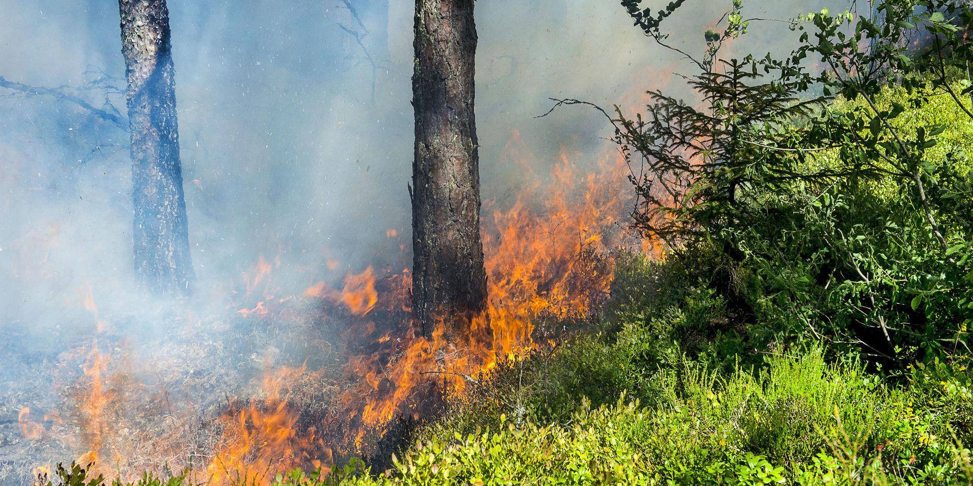 Skogsbranden vid Ragnerudssjön spred sig över cirka en hektar.