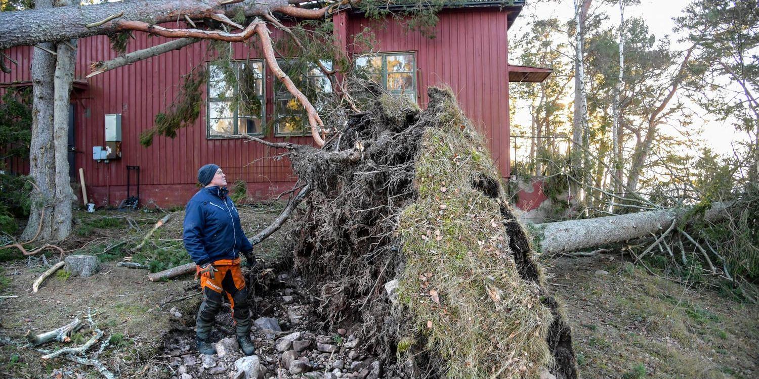 Jonny Nord, lantbrukare och tillsynsman för skärgårdsstiftelsen på Arholma, inspekterar nedfallna träd och skador på fastigheter på södra Arholma under fredagen.