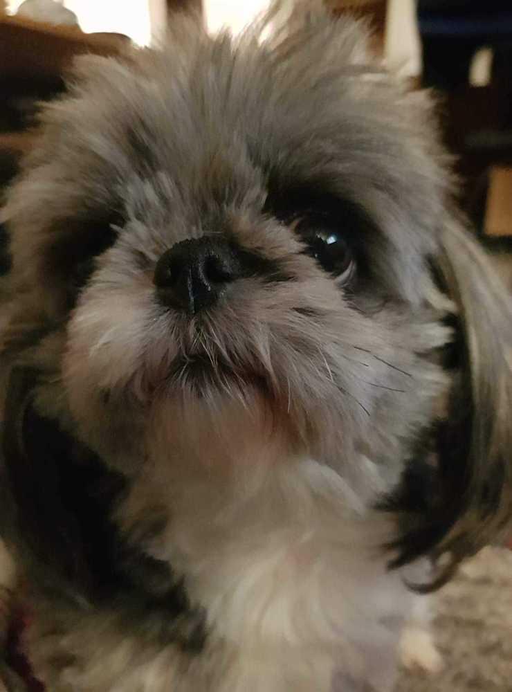 Lilla Nelly, 6 år blandning japanese chin och bichion frise. En mycket social och kärvänlig hund, cirka 2,5 kg i matchvikt, skriver June König.