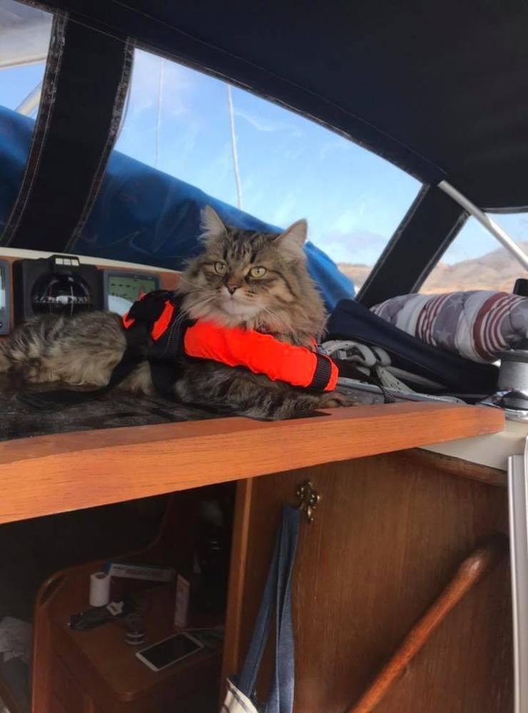 ”Vår lilla sibiriska katt Leia, 2 år.Båten är inte ett favoritställe men hon anpassar sig o får hela familjen att betjäna henne”, inskickad av Anna Spetz Fd Wennergren.