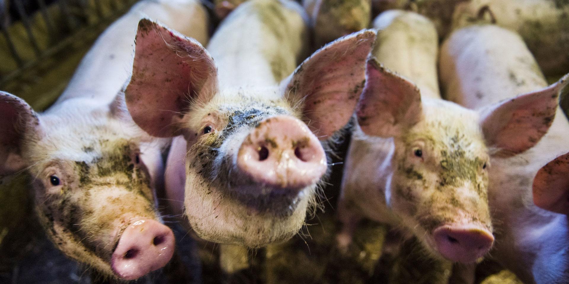 Den EU-finansierade kampanjen 'Gilla gris' riktas mot unga skandinaver med syfte att få dem att äta mer fläskkött. Arkivbild.