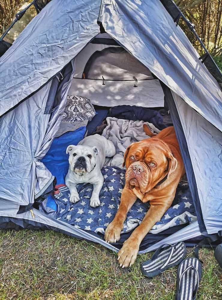 Vår engelska bulldog Sally och franska mastiff Jameson gillar att tälta, skriver Ramona Gravander Pettersson.