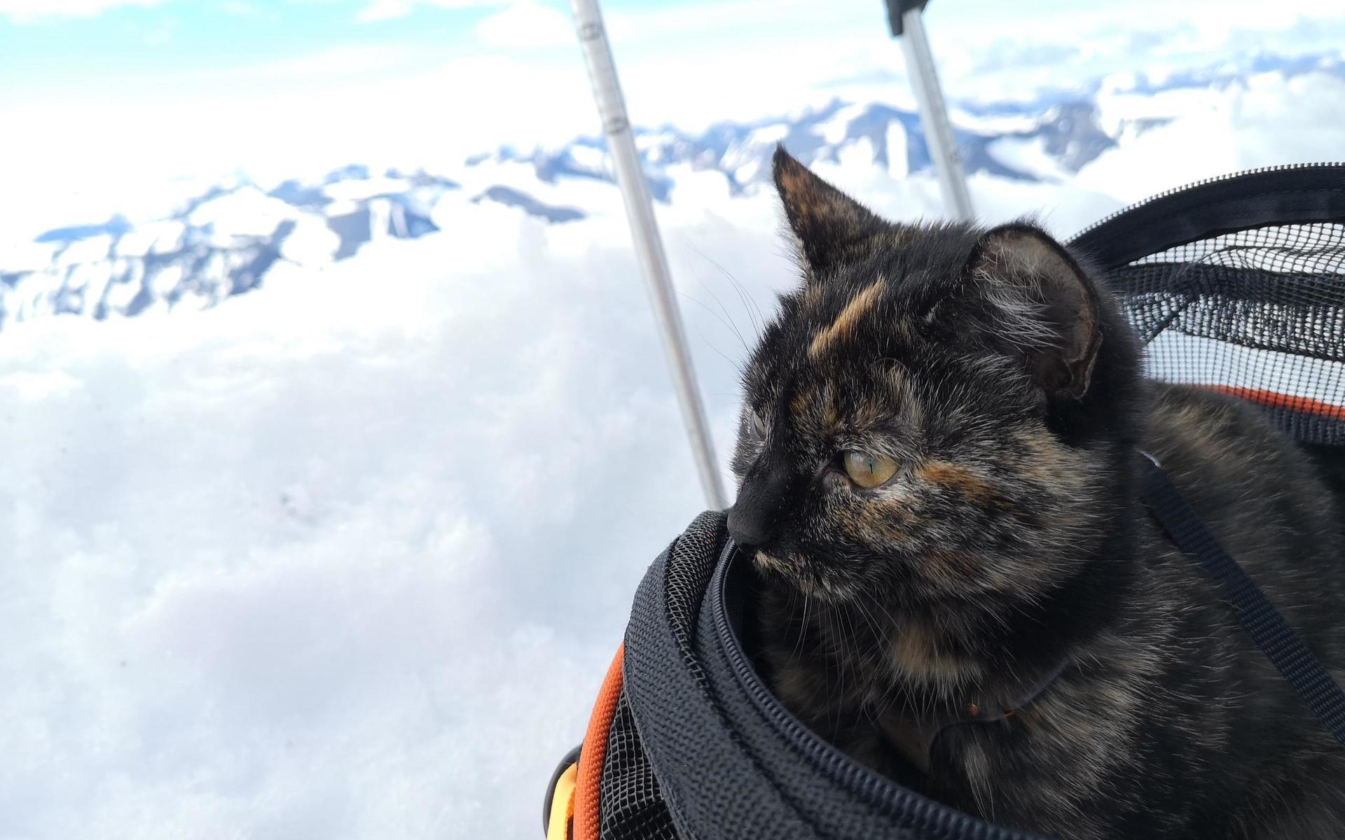 Mycket mat, vatten och kärlek är Sanna Widells tips för den som vill bestiga berg med sin katt.