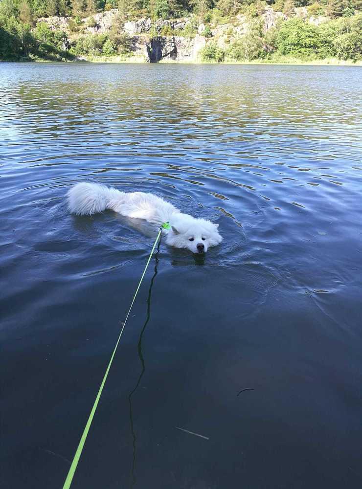 ”Hund/sälen Ollie ääälskar att bada (även när det inte är sommar...). Här låg han länge och bara njöt efter en stunds plaskande”, skriver Zandra Nord. 