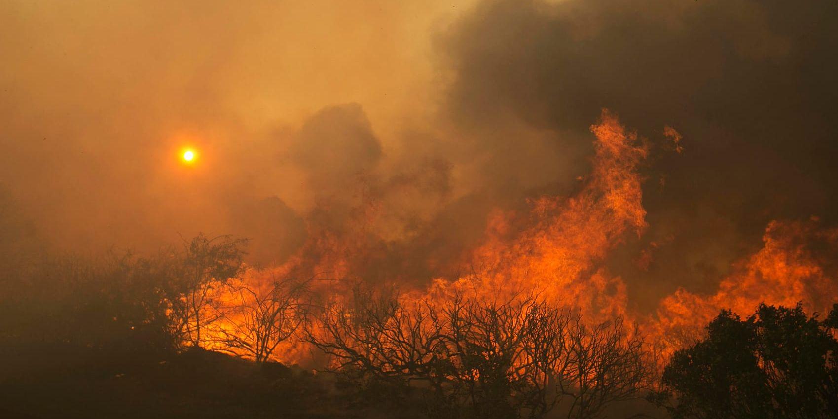 Elva personer har dött i bränder som härjar i norra Kalifornien. Dödssiffran väntas stiga.