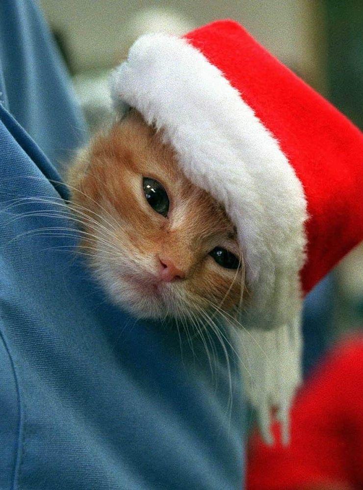 Växter utgör en särskild fara för katter under julen. Arkivbild.
