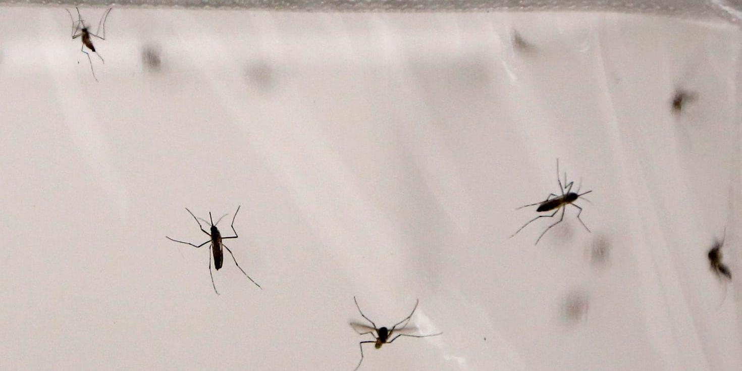 Studien visar att malariamyggorna har lärt sig att de motarbetas inomhus. Arkivbild.