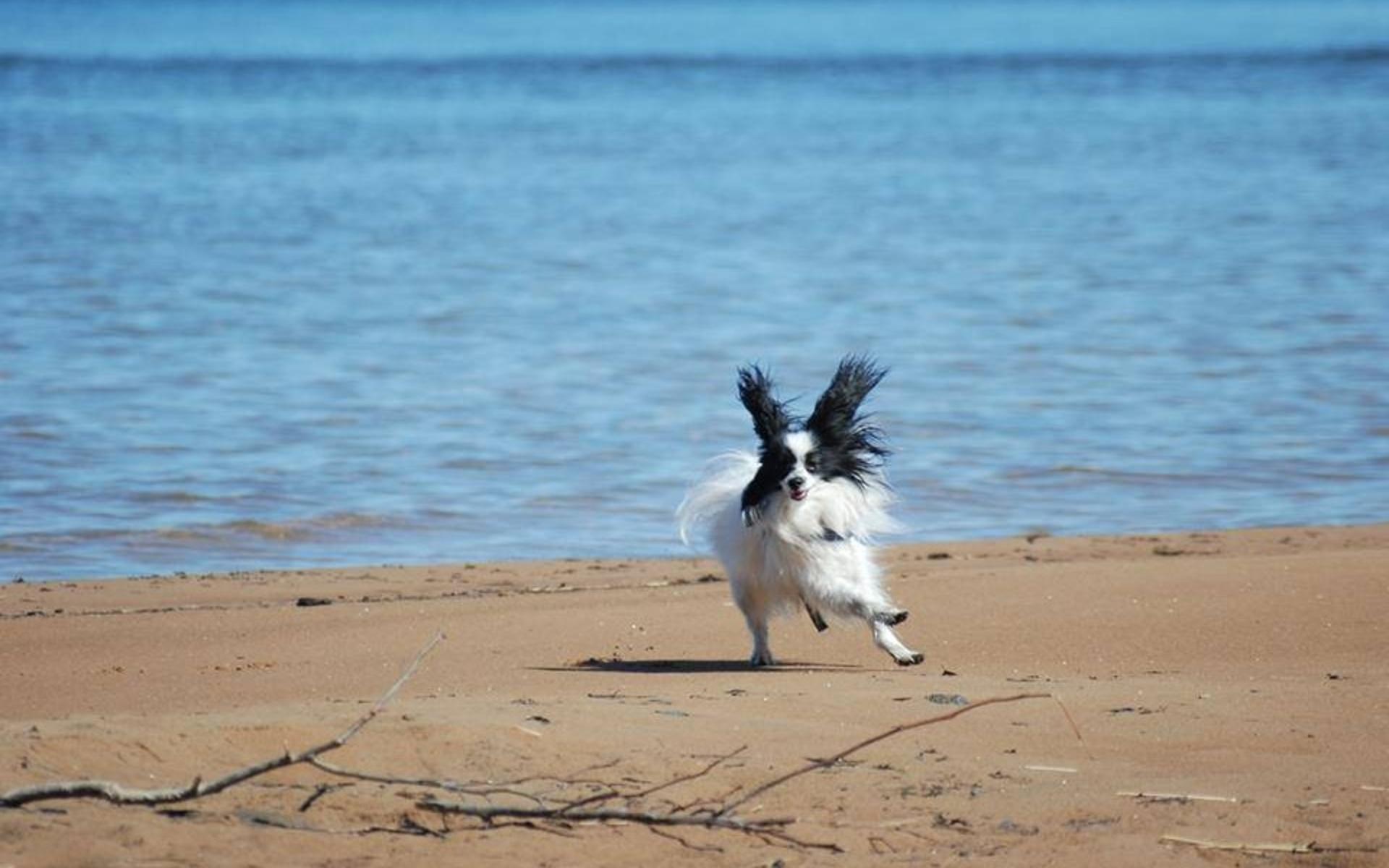 ”Detta är Tom-tom, som lyckligt springer på stranden på Gardesanna. Han kan även uppskatta att sitta i skuggan och spana på folk och hundar, gärna med en glass i tassen!”, skriver Anette Öberg.