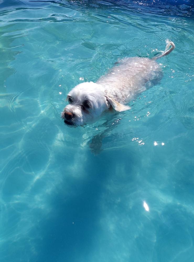 Amadeus 3 år, Malteser/Coton de tulear. Älskar att vara utomhus och att bada i poolen”, skriver Marika Ilola.