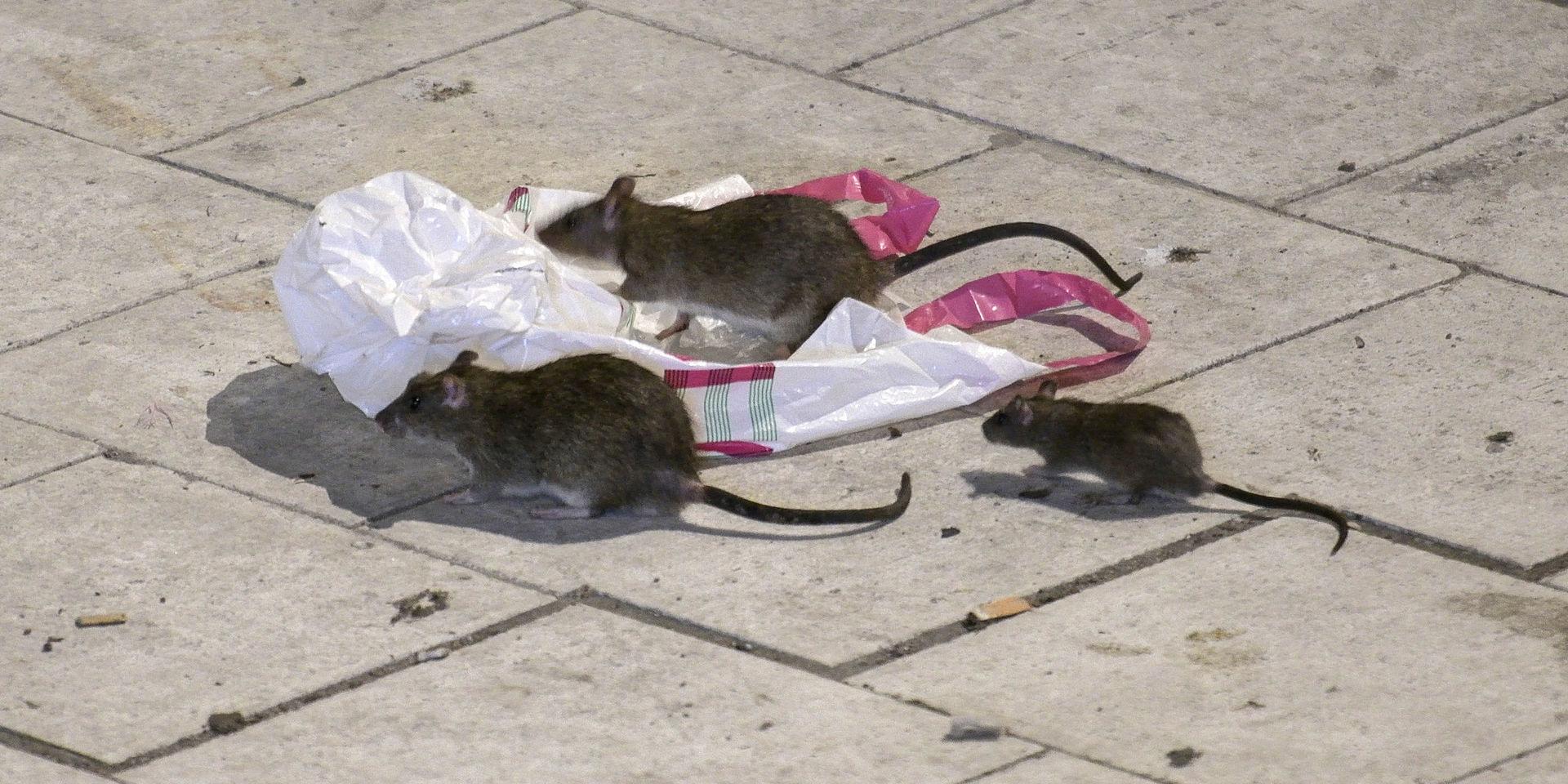 Råttor letar mat på Sergels torg i Stockholm. Arkivbild. 