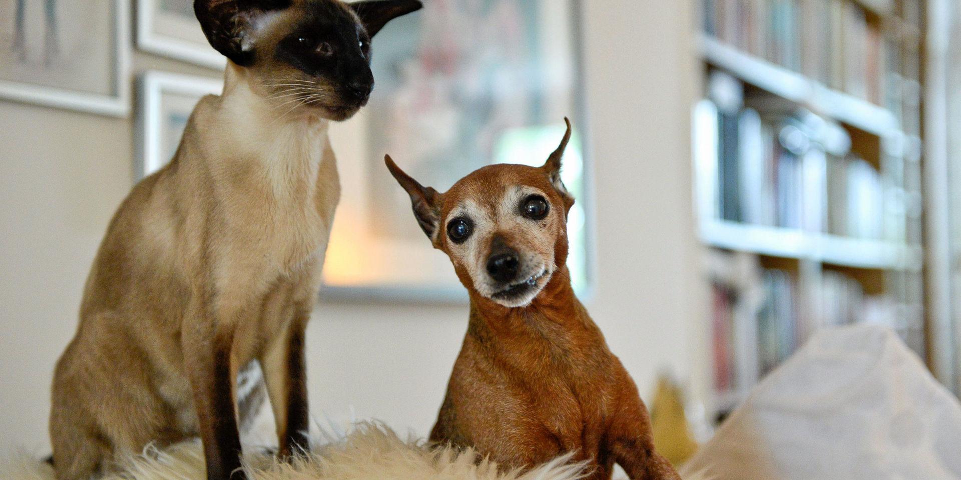 Älskade. Hjälp din katt och hund att komma hem genom att id-märka och registrera den!, skriver insändarskribenten.