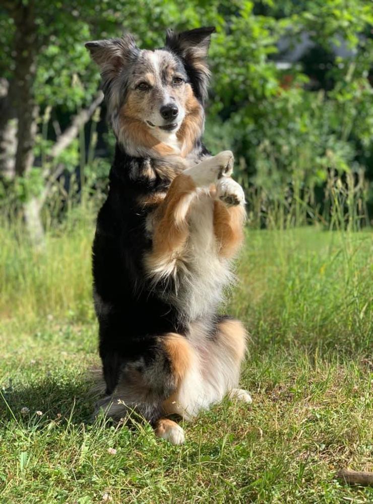 ”Qlura, en 9-årig australian shepherd. Den bästa hund som finns 🥰”, skriver Marie Södersteen.