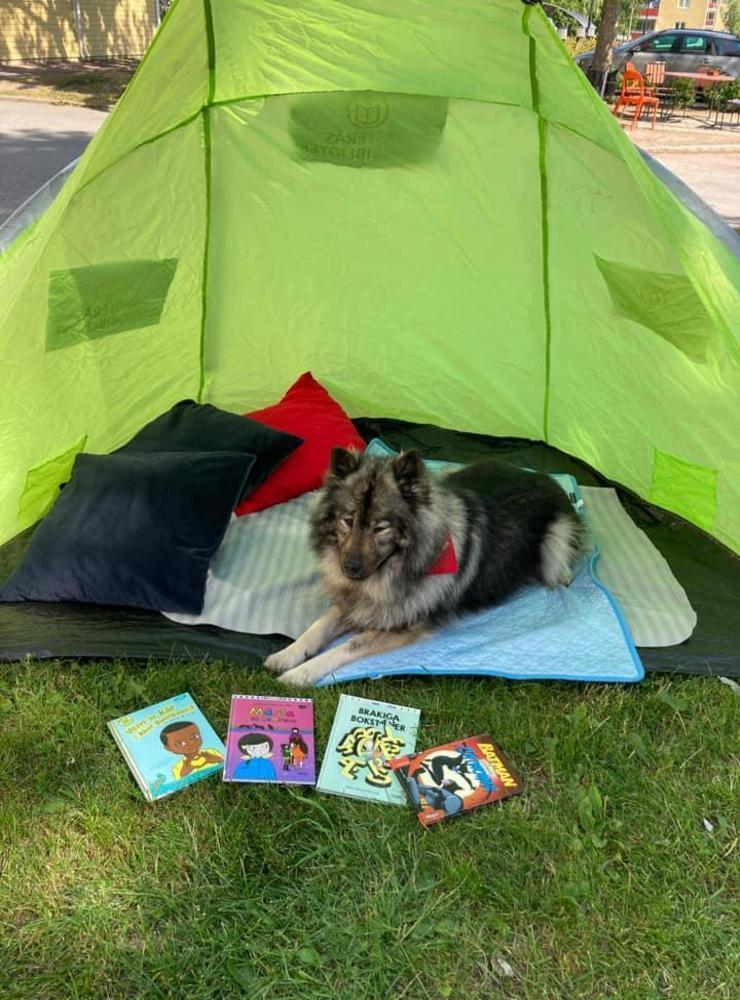 ”Zamina, en eurasiertik på 6 år som är läshund denna sommar för Västeråsbiblioteken”, skriver Yvonne Nordén.