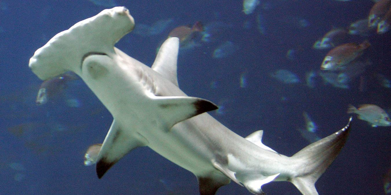 Handeln med hajar från familjen hammarhajar kommer att skyddas noggrant. Arkivbild.