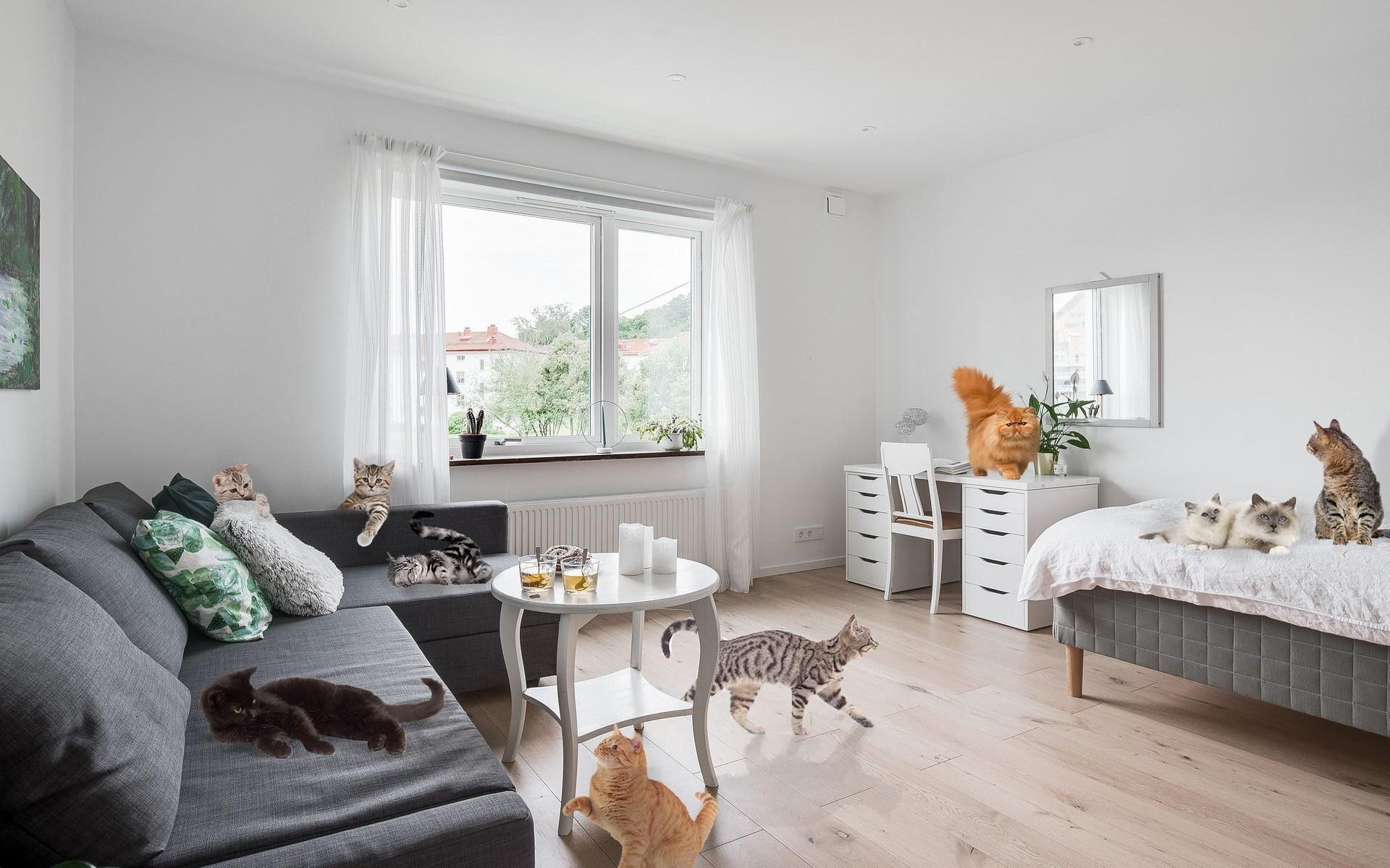 Totalt går det att räkna till 30 photoshoppande katter i den 35 kvadratmeter stora lägenheten. 
