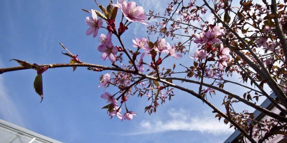 Drömmen om en riktig vårhelg kanske infrias – solsken, blå himmel och blommande körsbär.