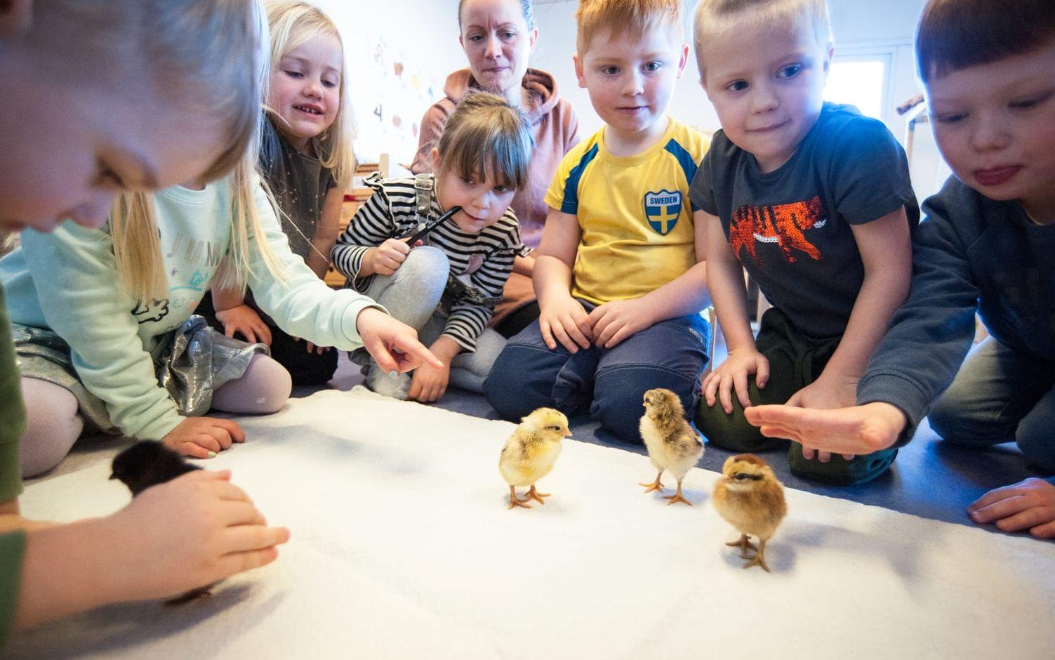 På svenska kyrkans förskola Hjärtat i Gråbo har de äldsta barnen fått delta i ett äggkläckningsprojekt. Efter 21 dagars väntan har de första kycklingarna nu letat sig ur skalen.