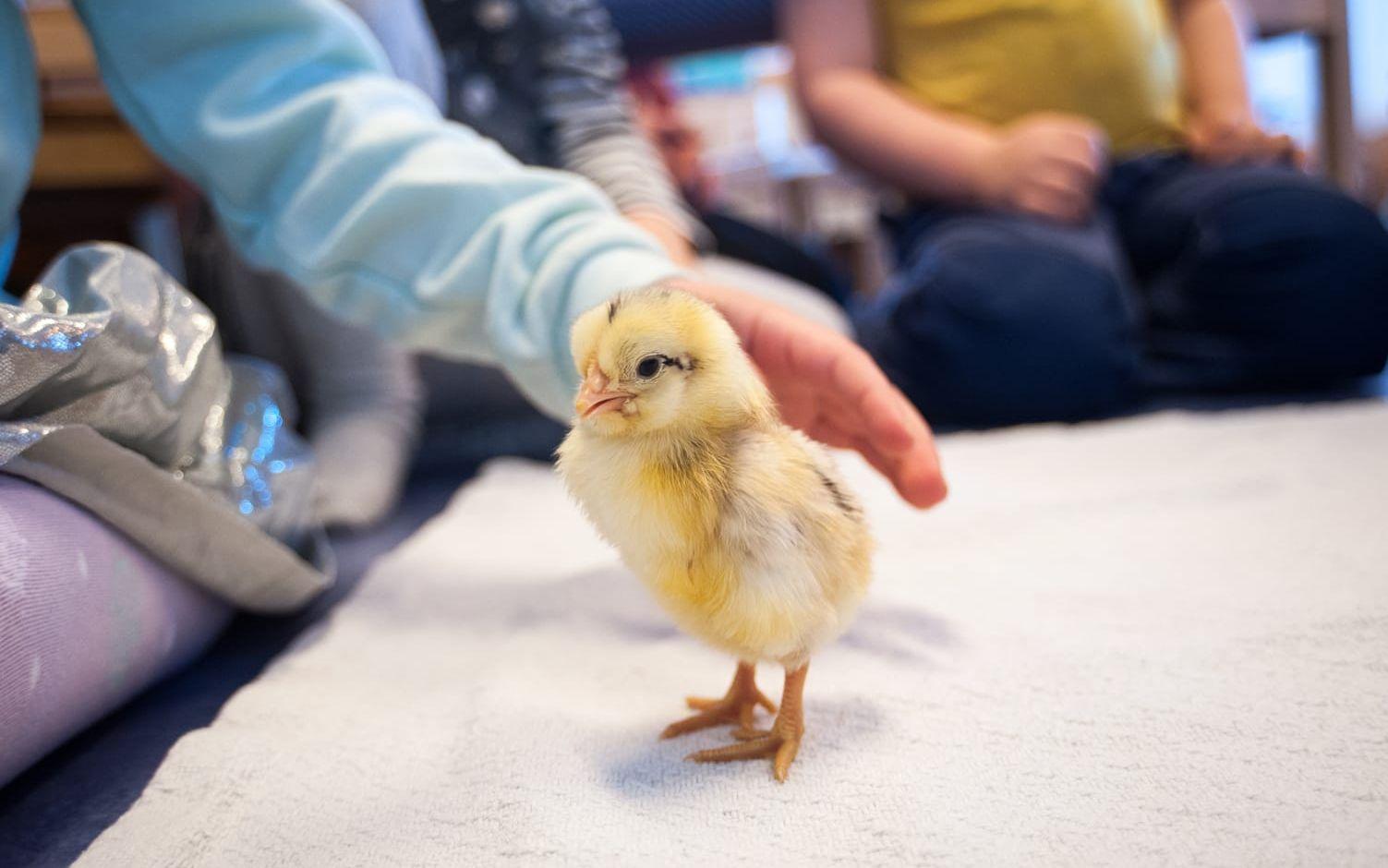 På svenska kyrkans förskola Hjärtat i Gråbo har de äldsta barnen fått delta i ett äggkläckningsprojekt. Efter 21 dagars väntan har de första kycklingarna nu letat sig ur skalen.