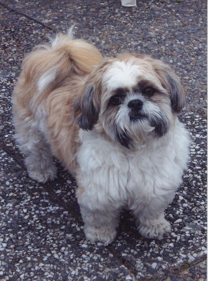 Hampus är 10 år och är en Shihtzu. Han är vår goa hund. Bilden är tagen en vårdag på altanen i Frändefors. Bild: Anita Mars