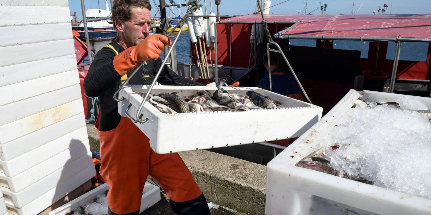 Torskfångst landas i skånska Skillinge, nära Simrishamn. Nästa år minskas torskfisket i Östersjön ytterligare. Men forskare hade velat se en ännu hårdare begränsning. Arkivbild.