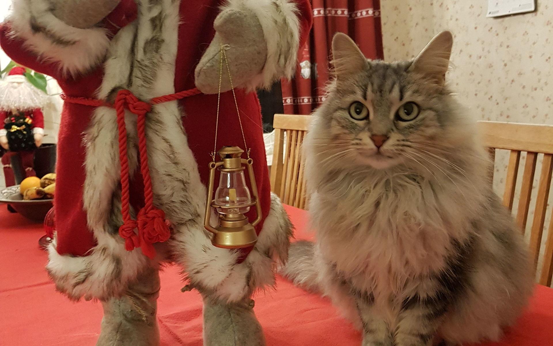 Filippa, 5 år, är en sibirisk katt. Hon tycker om julen bland tomtar och gran, skriver Ann Karlsson.