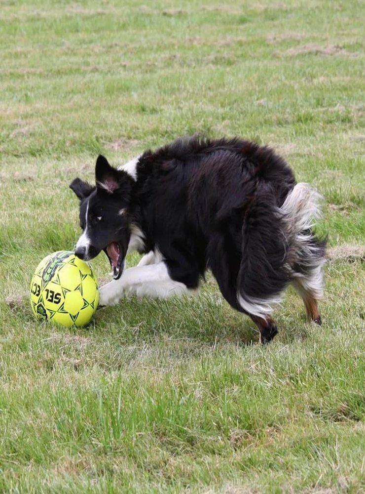 ”Min border collie yapp älskar när vi leker tillsammans .. här med fotbollen”, skriver Ann Edholm Swenson.