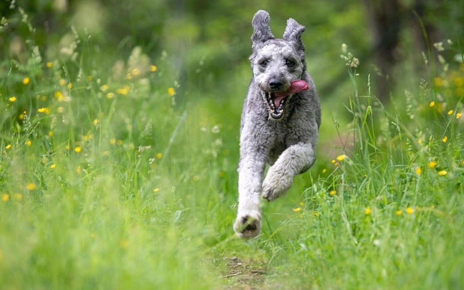 ”Här kommer Ozzy 16 månader. Ozzy är en Aussiedoodle. Full fart i skogen är det bästa som finns när husse gömt sig bakom en stor gran”, skriver Lasse Edwartz.