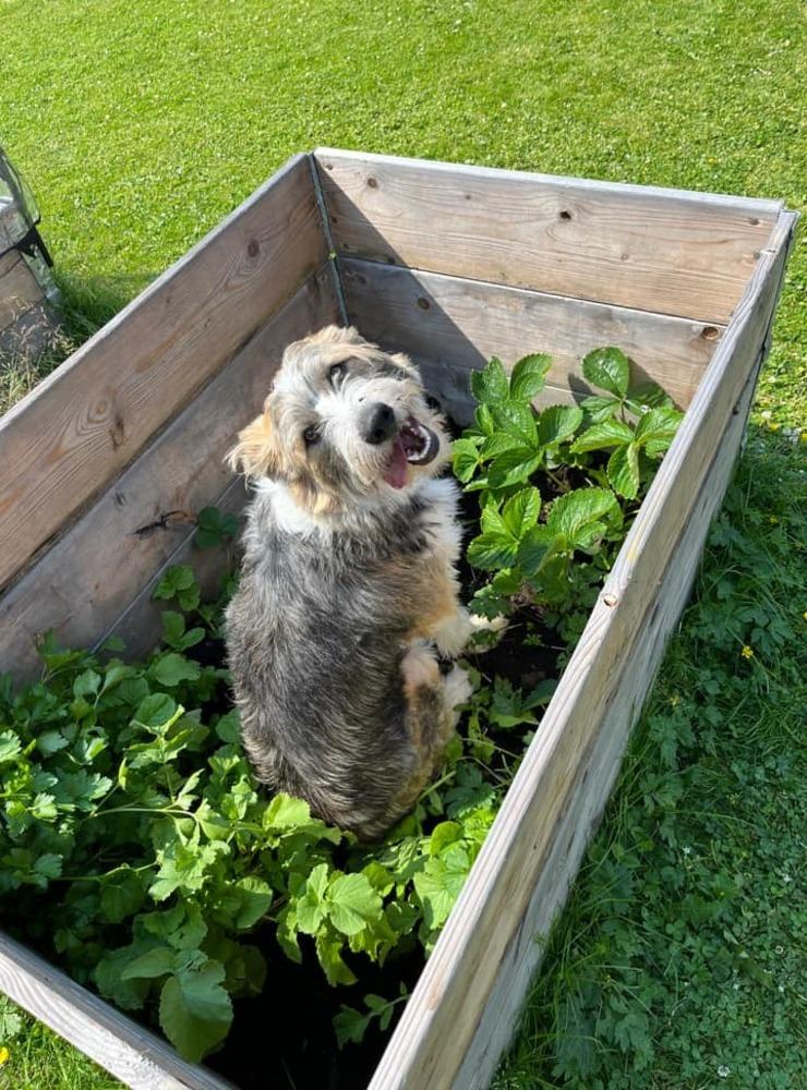 ”Detta är Ozzy och min tredje hund, men den första som älskar att gräva ner sina ben. Här blir han tagen på bar gärning då han ska gräva ner sitt ben bland jordgubbsplantorna (som knappt existerar mer). Han är strax över året”, skriver matte Ann-Katrin Johannsson.