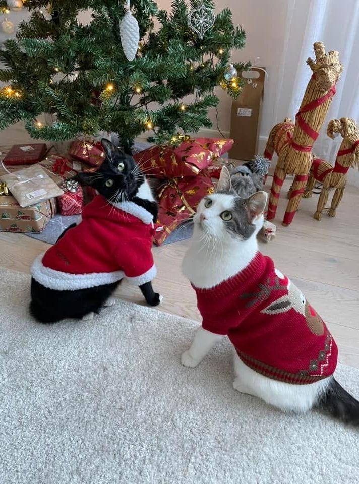 Bubbis och Lillen i sina fina jultröjor, inskickat av Linda Blomén.
