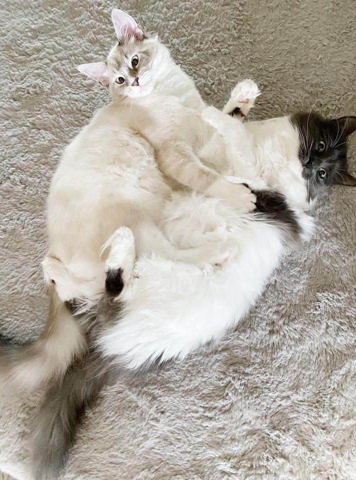 Milo och Milla är Josefine Rahms älskade katter.