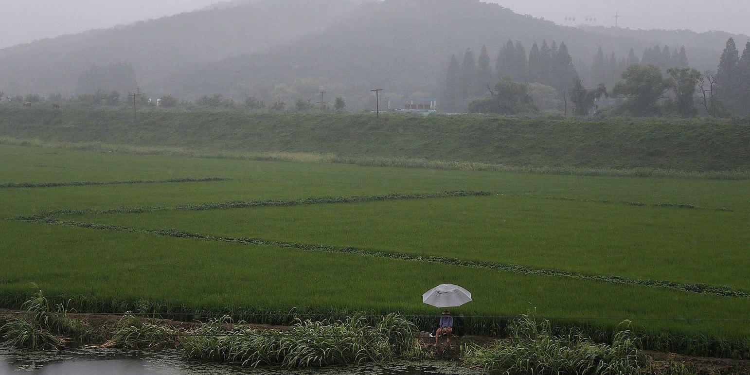 En jordbrukare vid ett risfält utanför Nordkoreas huvudstad Pyongyang. Nu varnar FN för att matbristen i landet kan komma att bli akut efter den minsta skörden på över tio år. Arkivbild.