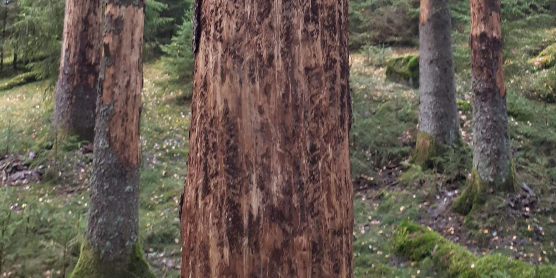 Granbarkborren har skadat träd i Götaland och Svealand. Arkivbild.