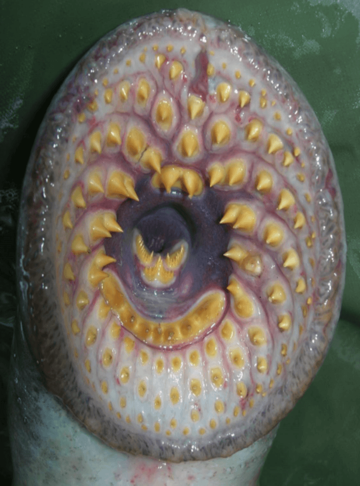 Havsnejonögats karaktäristiska mun, som den använder för att suga sig fast vid sitt värddjur.