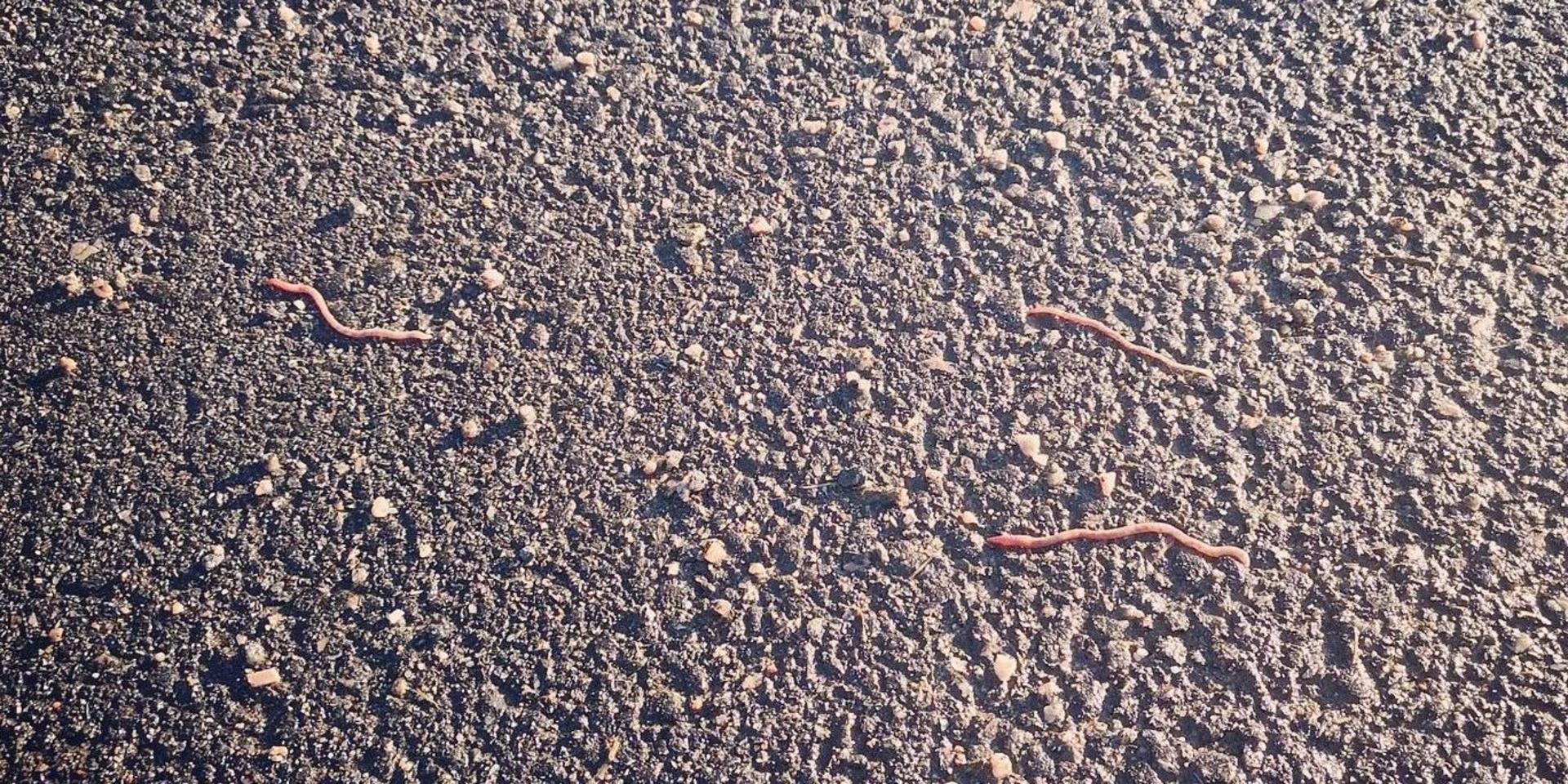 Bilden visar en asfaltsväg full av daggmaskar. 