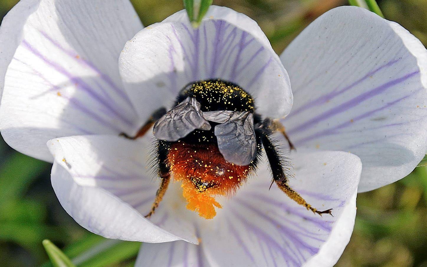 I Sverige finns det ungefär 270 olika arter av bin. Alla utom honungsbiet, som sköts av människan, är vilda bin. Humlor räknas också som ett slags bi och i Sverige finns det cirka 40 arter av humlor. 